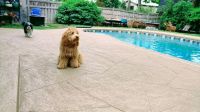 illinois-pool-deck-concrete-pool-deck-sundek_97 (1)